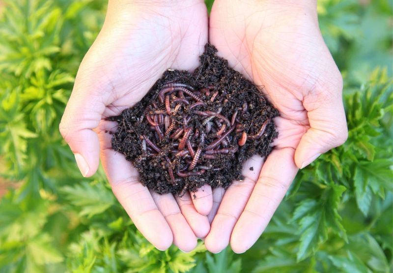 Add Worm Castings for a Gentle Boost