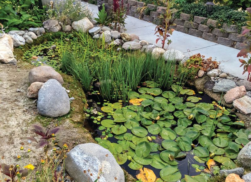 Add a Small Wildlife Pond With Shallow Edges