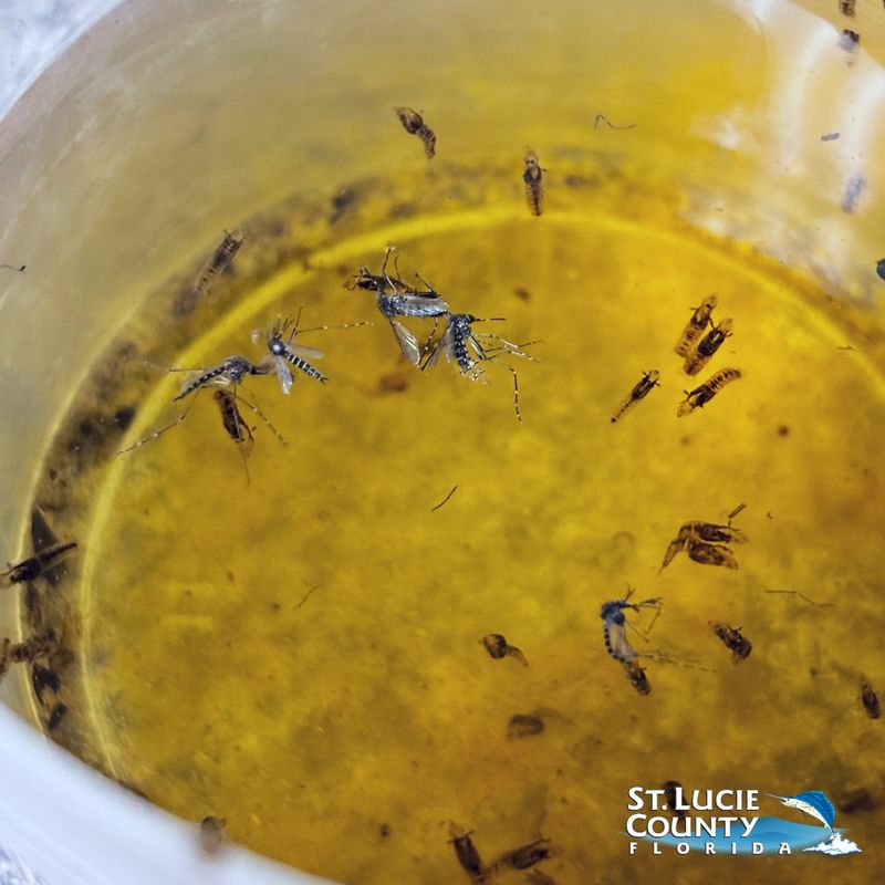 Add direct mosquito management to the habitat plan Add direct mosquito management to the habitat plan