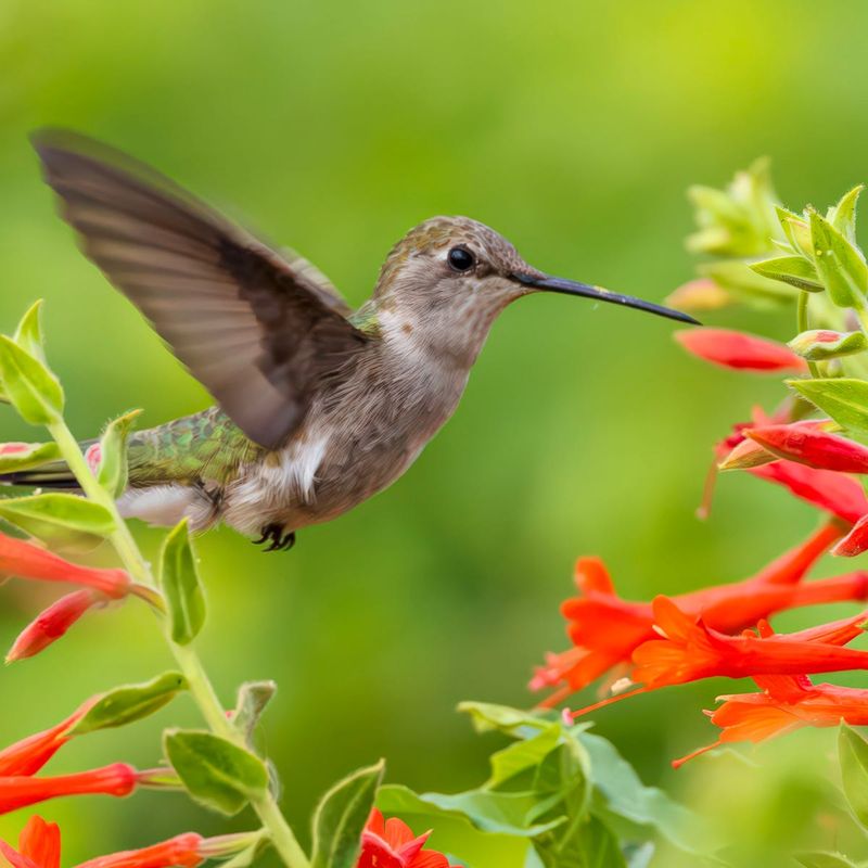 Add flowers that expand natural feeding opportunities