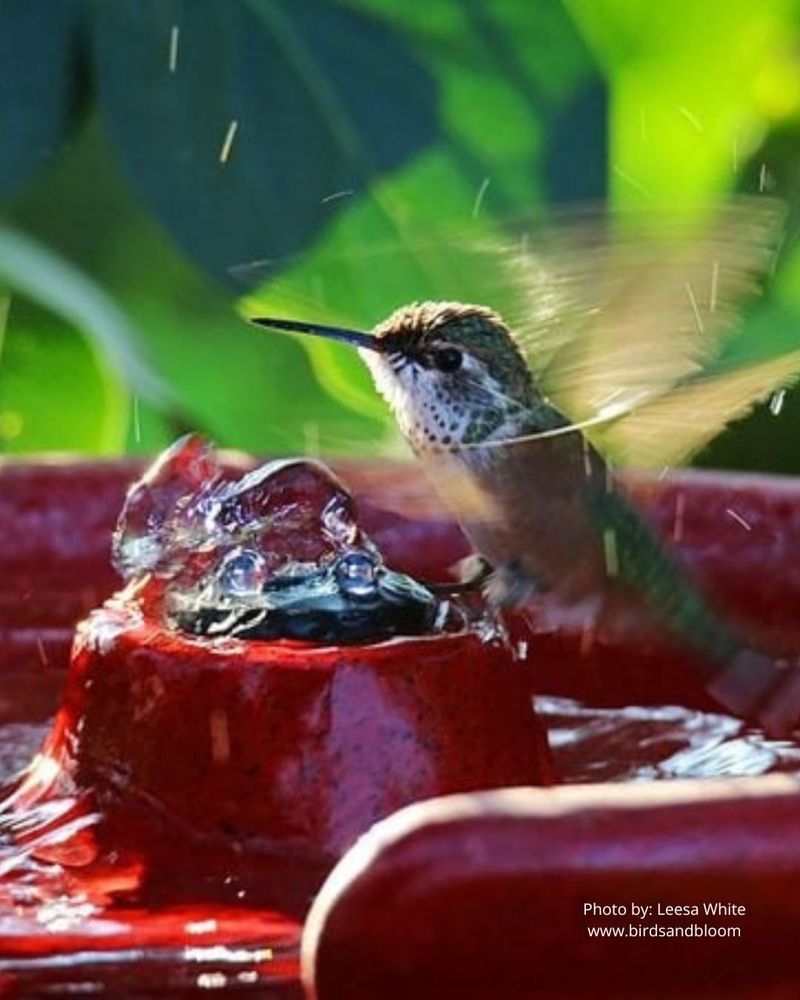 Add water, cover, and natural food