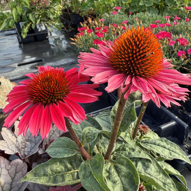 Adjust for Roots, Containers, and Southern Sites