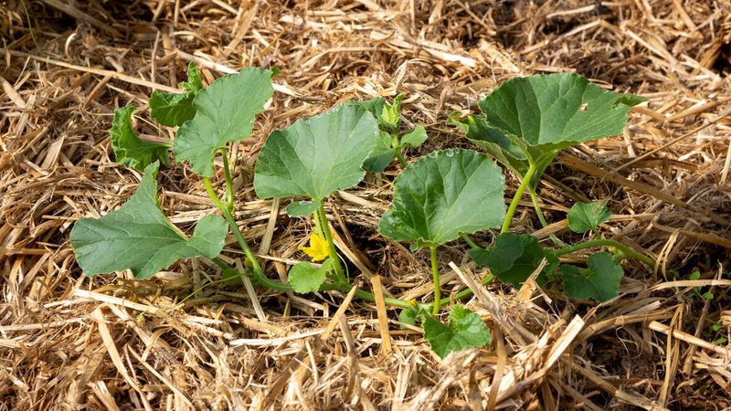 Adjust for Southern soil, heat, and growing conditions