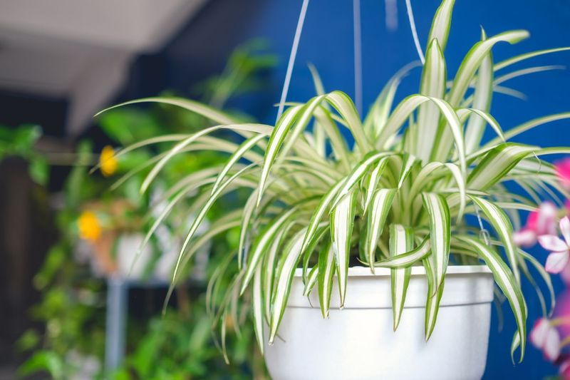 Adjust light and water quality to support new growth