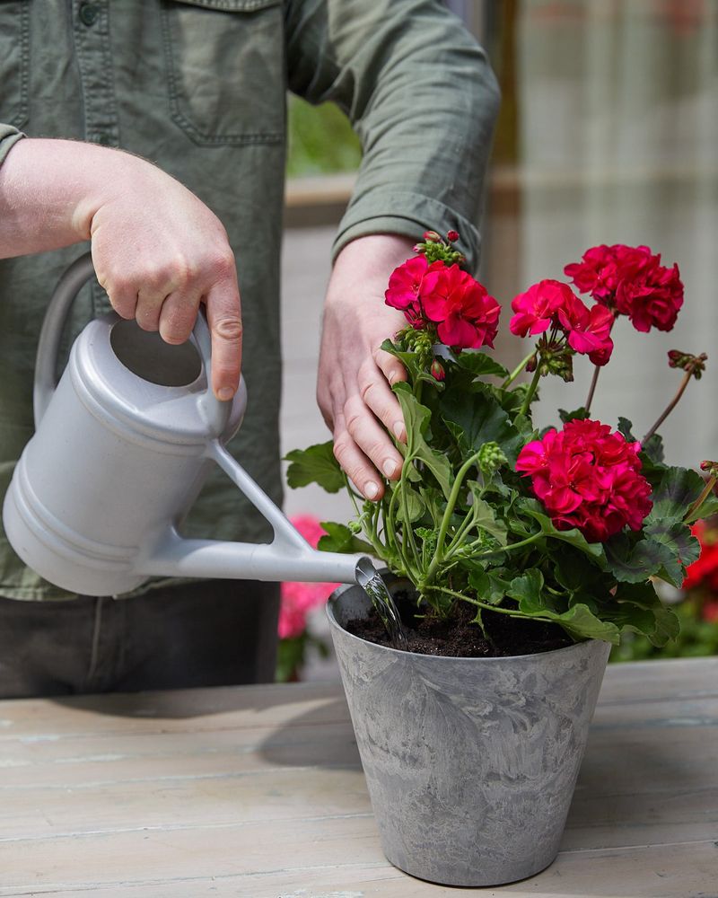 Adjust light, water, and drainage to match the conditions