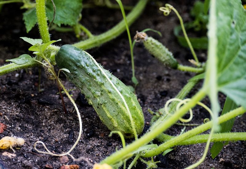 Adjust moisture checks for containers, sandy beds, and Southern weather