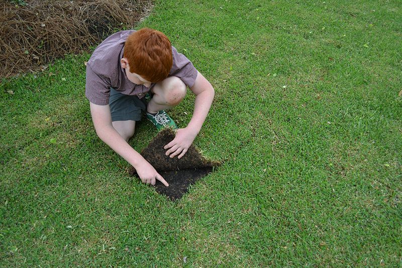 Adjust the Plan for New Lawns and Local Regulations Adjust the Plan for New Lawns and Local Regulations