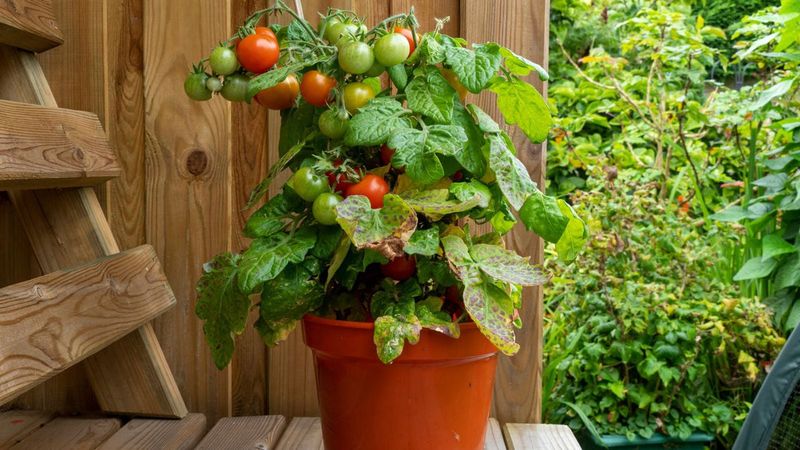 Adjust the plan for container tomatoes Adjust the plan for container tomatoes