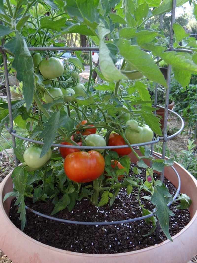 Adjust the plan for container tomatoes