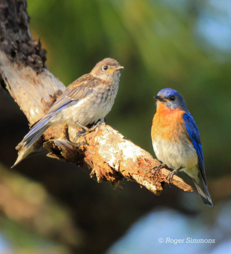 After nesting, bluebirds stop behaving like territorial neighbors