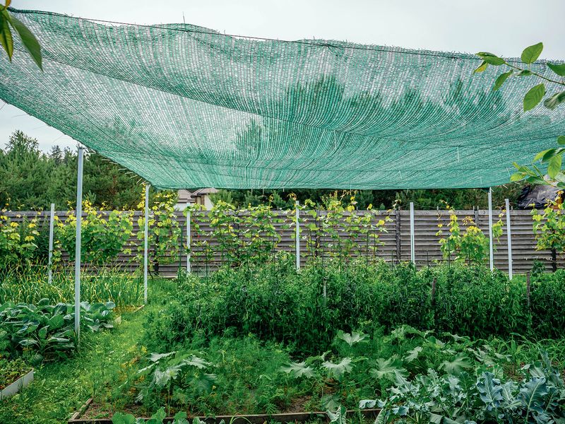 Afternoon protection lowers the extra heat and wind load