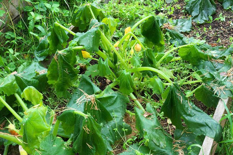 Afternoon wilt can signal temporary heat stress