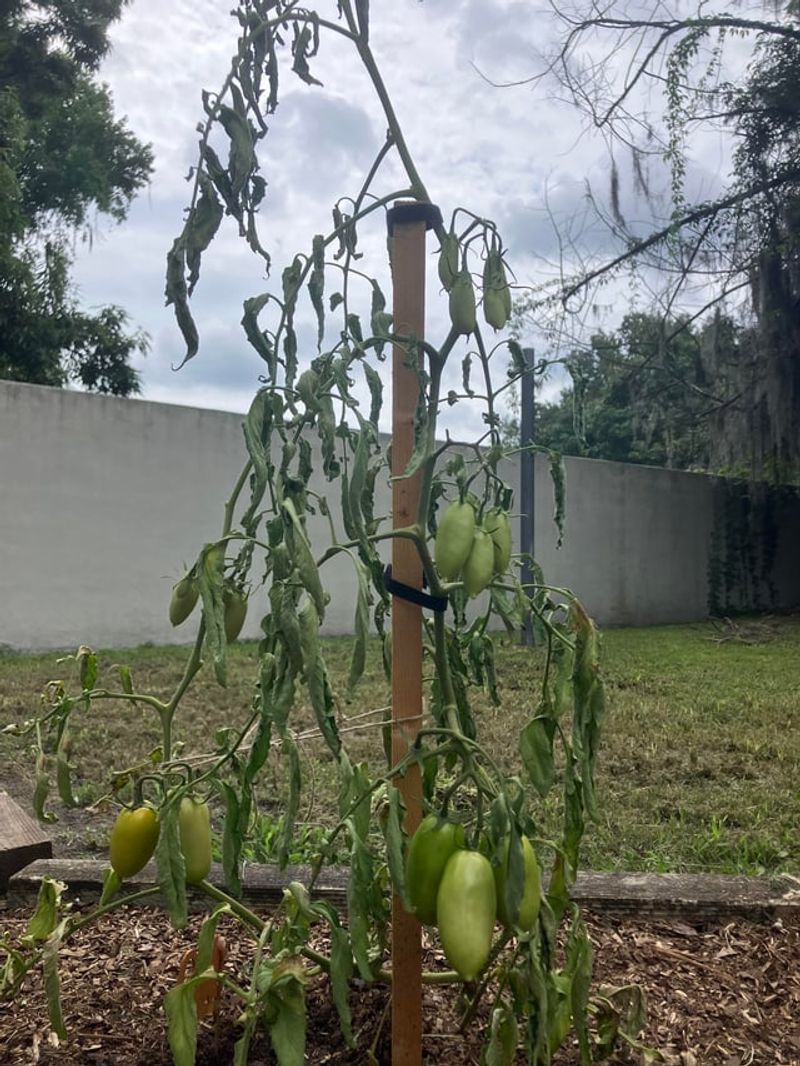 Afternoon wilt does not identify the cause Afternoon wilt does not identify the cause