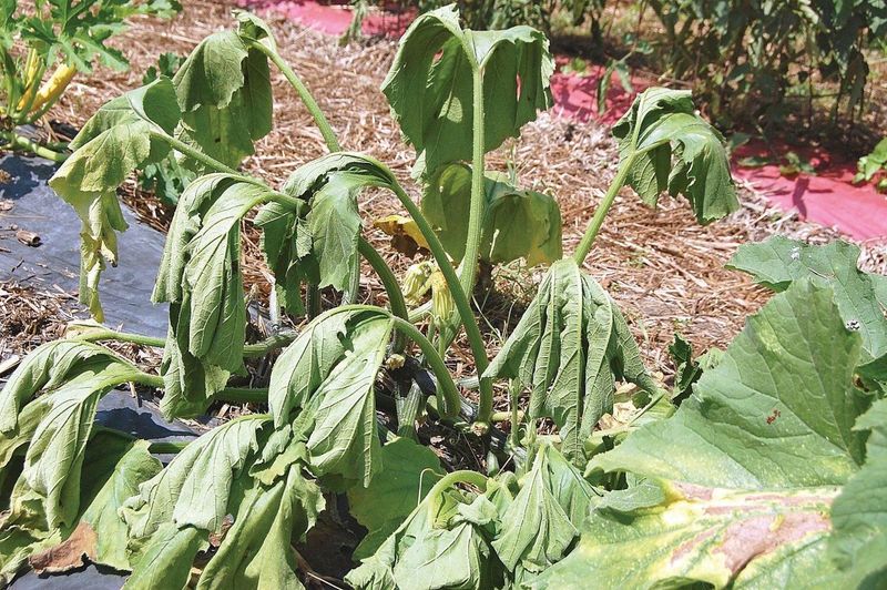 Afternoon wilt is not automatically a watering failure