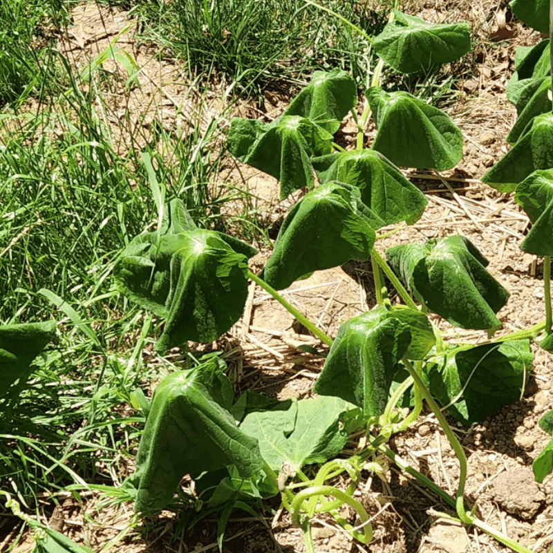 Afternoon wilt may signal heat stress rather than thirst