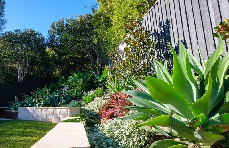 Agave (Agave attenuata and relatives)