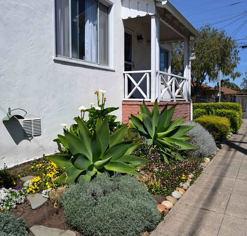 Agave (Agave attenuata)