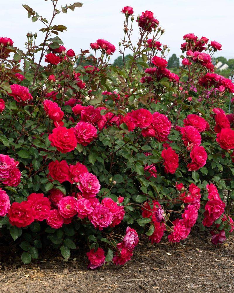 Aim for a possible October flush, not a guaranteed November display