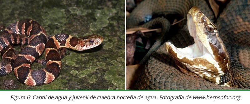 Aim for fewer close encounters, not a snake-free wooded edge Aim for fewer close encounters, not a snake-free wooded edge