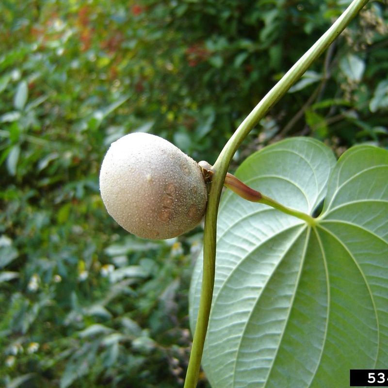 Air Potato Vine