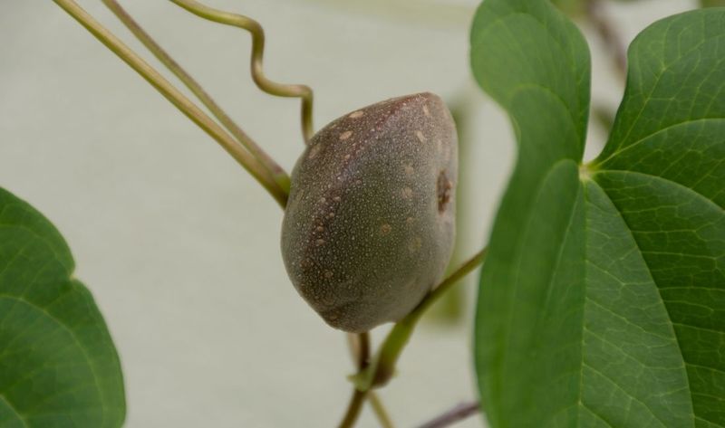 Air Potato