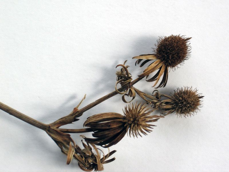 Air-dry and clean the seed without trapping moisture