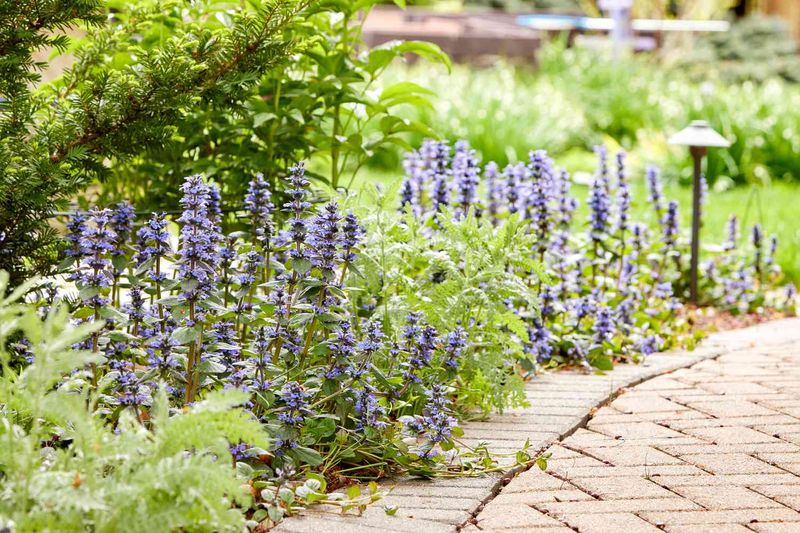 Ajuga (Bugleweed) Ajuga (Bugleweed)