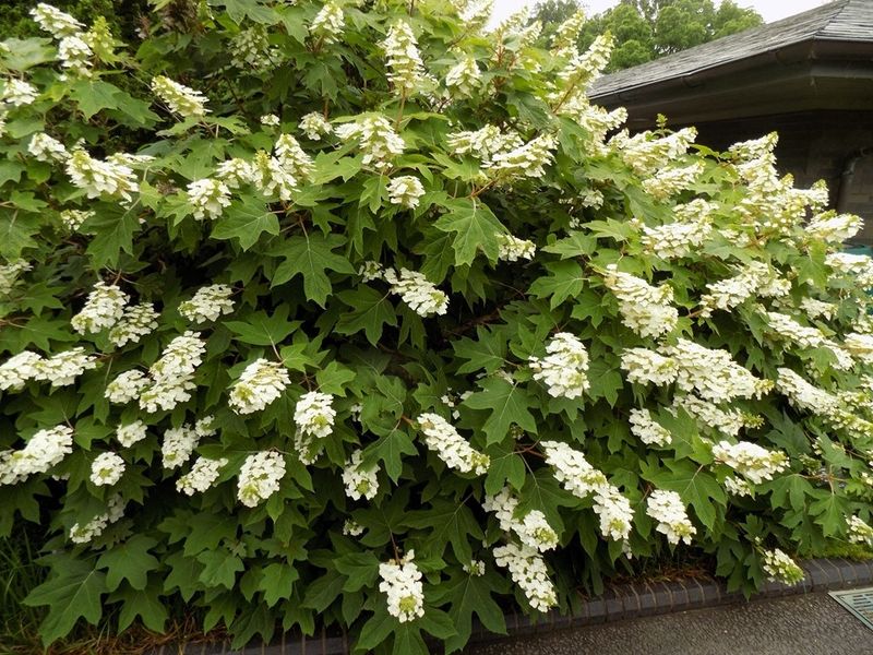 Alice Oakleaf Hydrangea