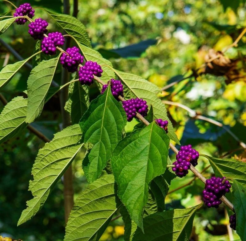 American Beautyberry