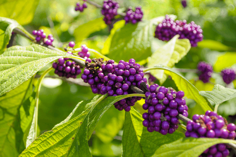 American Beautyberry