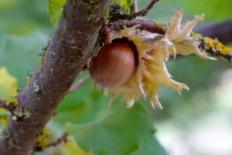 American Hazelnut