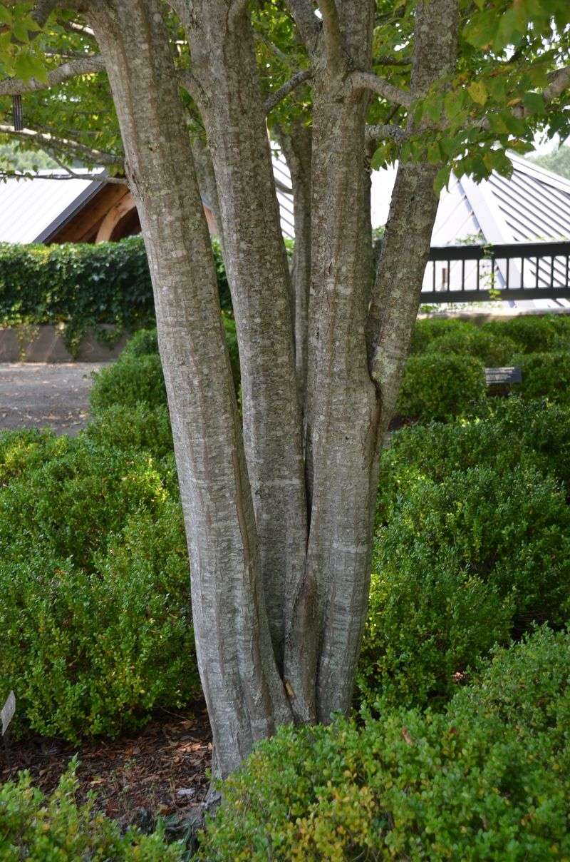 American Hornbeam