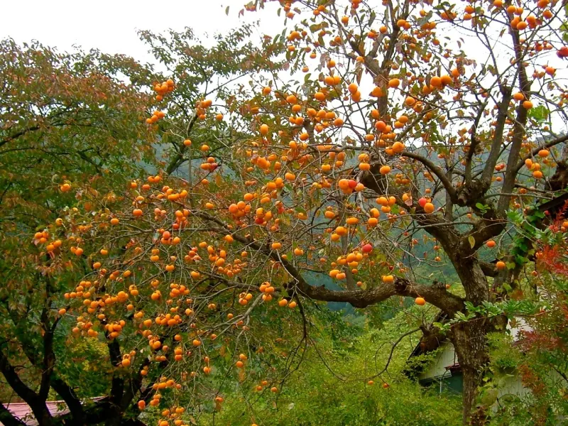 American Persimmon