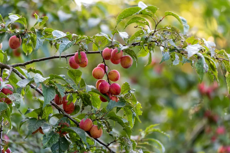 American Plum