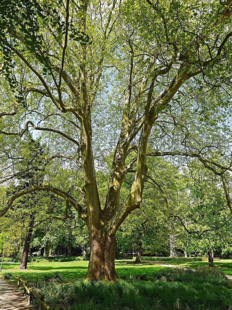 American Sycamore American Sycamore