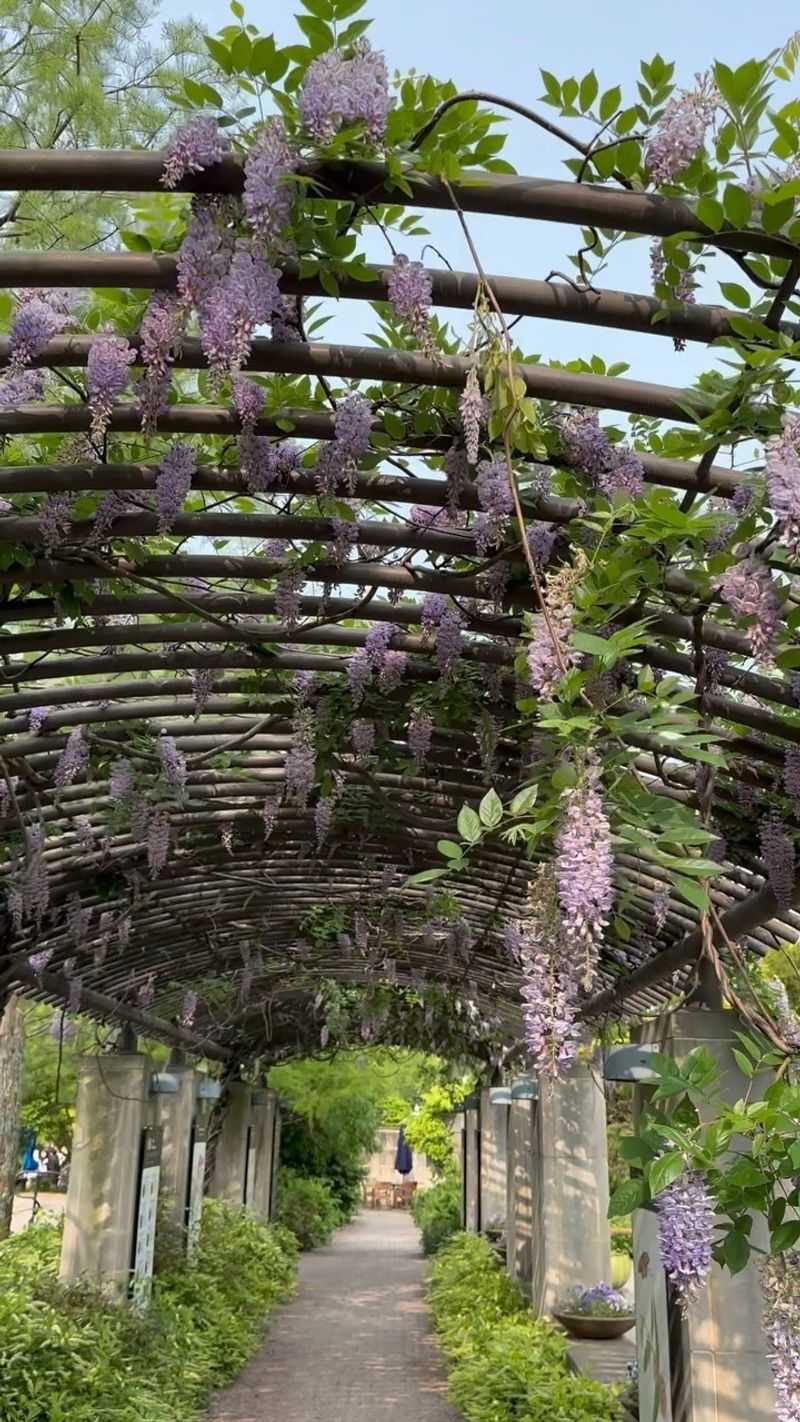 American Wisteria (Wisteria frutescens)