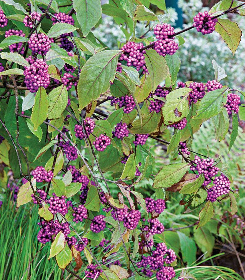 American beautyberry builds its display from August into fall