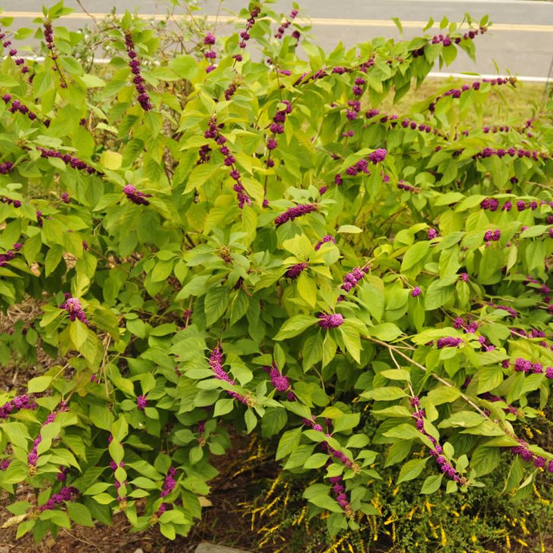 American beautyberry fits a North Carolina wooded edge