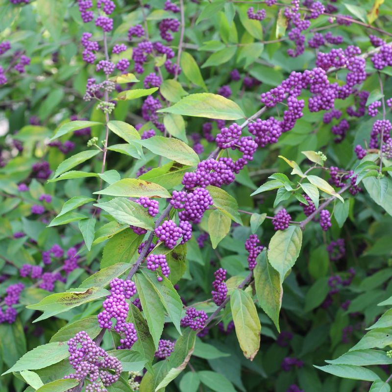 American beautyberry is the plant behind the question