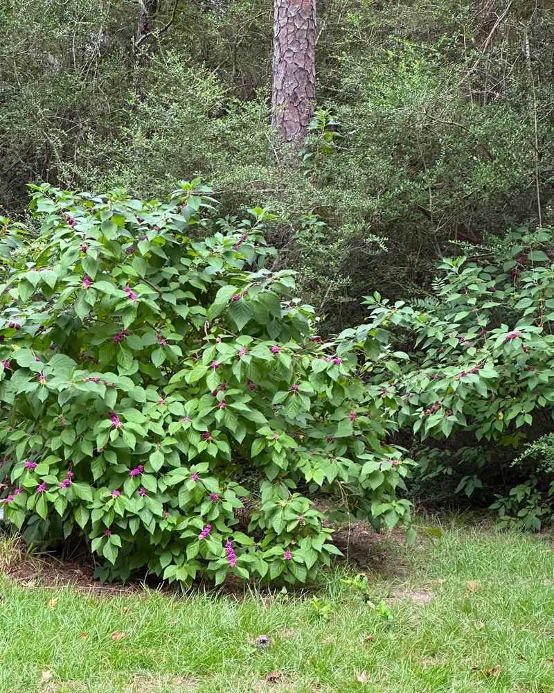 American beautyberry offers a suitable native option for North Carolina edges