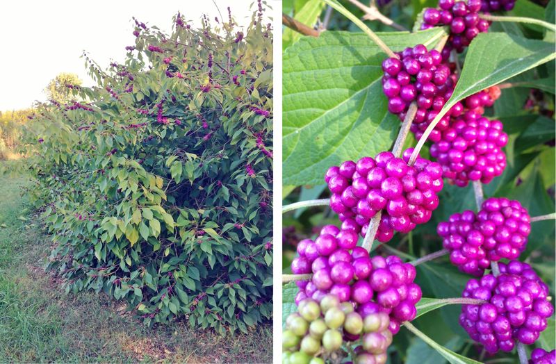 American beautyberry offers promise—but not a patio mosquito shield