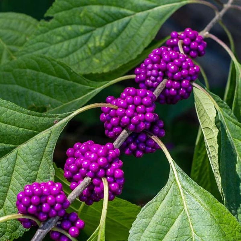 American beautyberry puts fall fruit on display