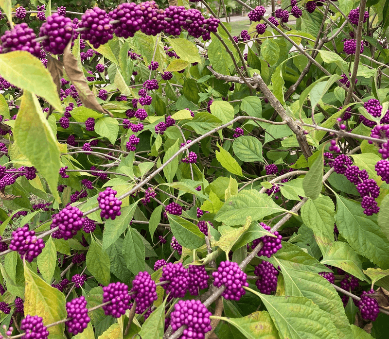 American beautyberry suits a bright North Carolina woodland margin
