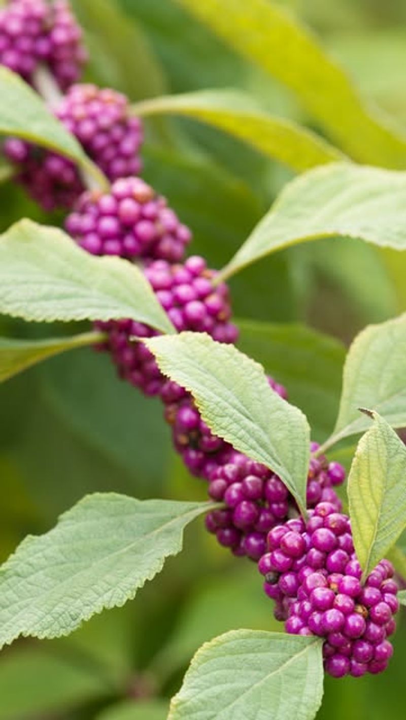 American beautyberry suits the right kind of North Carolina bed