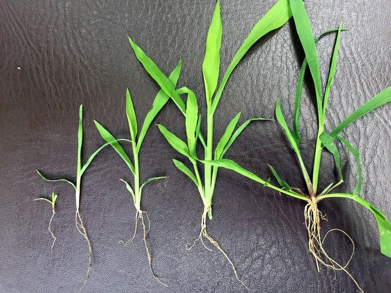 An acidic treatment can mean a spray or a soil change