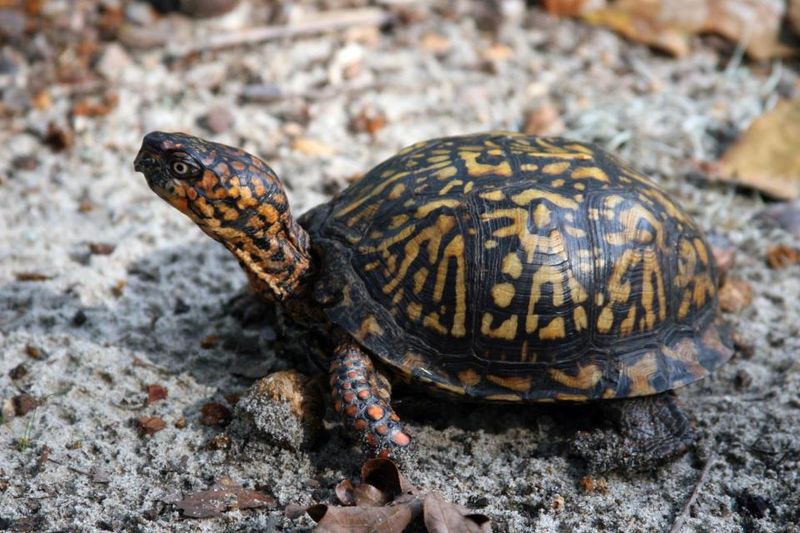 An eastern box turtle is one possible visitor—not a guaranteed identification