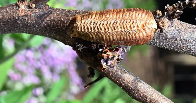 An egg case can explain why the mantis is there