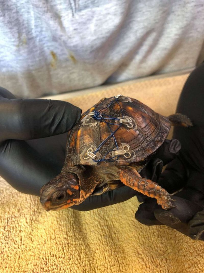 An injured or unusual turtle needs a different response
