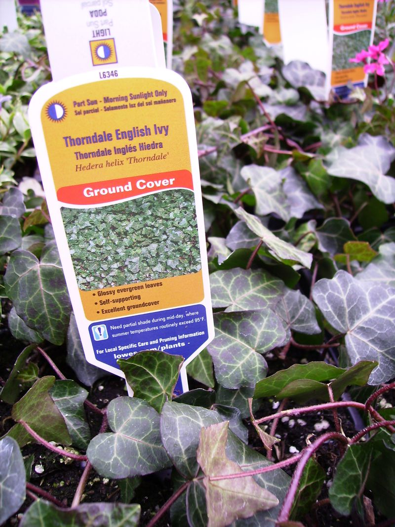 An invasive-plant label is not automatically a legal ban An invasive-plant label is not automatically a legal ban