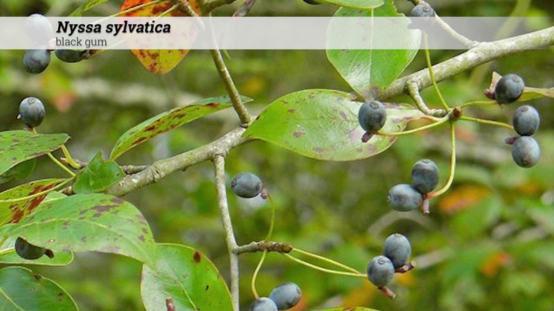 An often-overlooked native tree with a broader wildlife role An often-overlooked native tree with a broader wildlife role